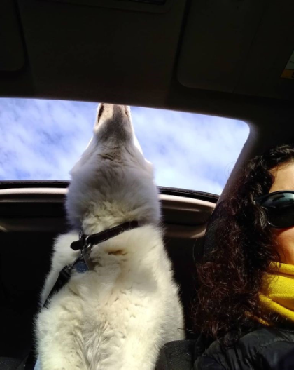 Author Liz Crain pictured with her white malamute/german shepherd, its head sticking out of a car's sun roof