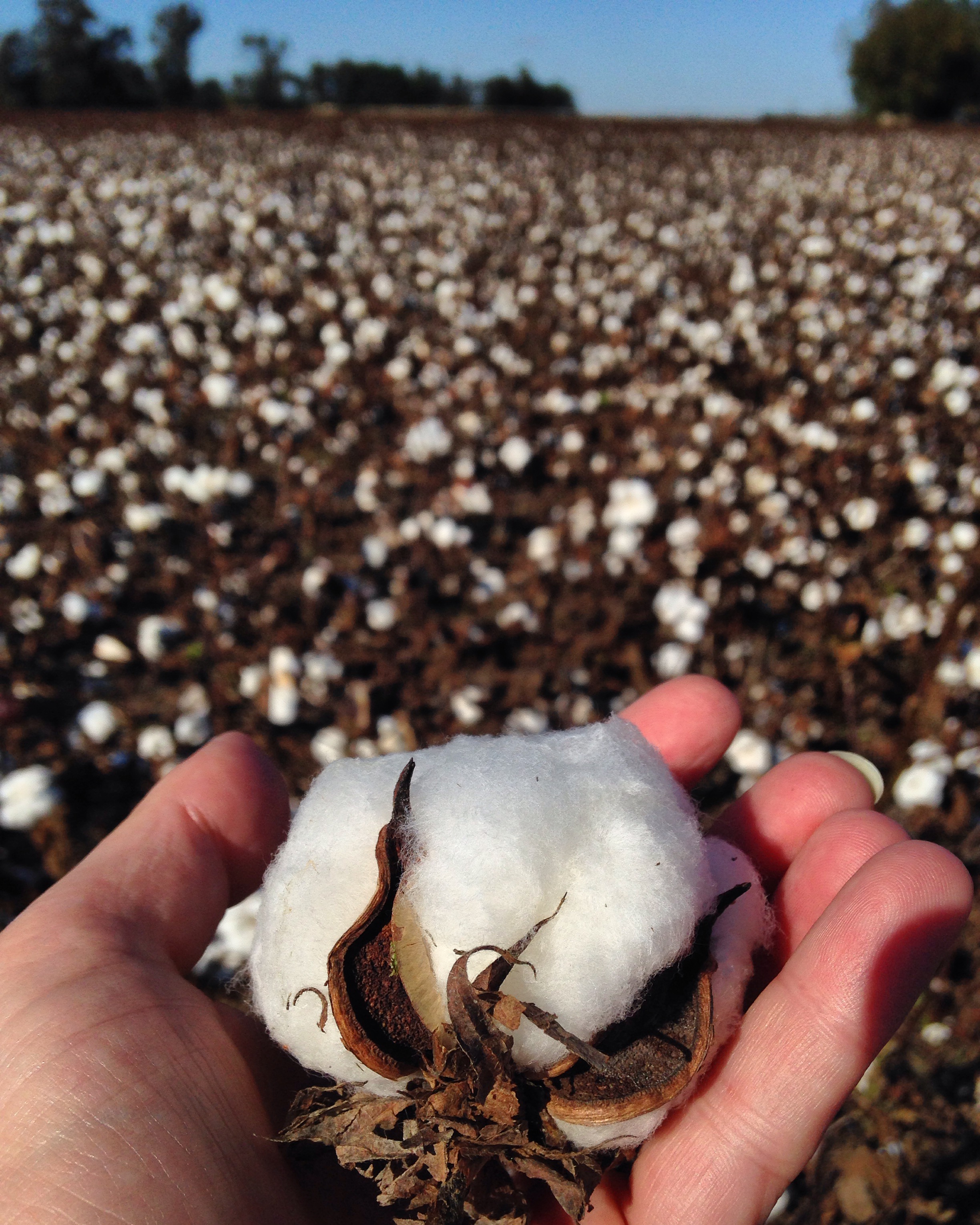 IMG: A piece of cotton.
