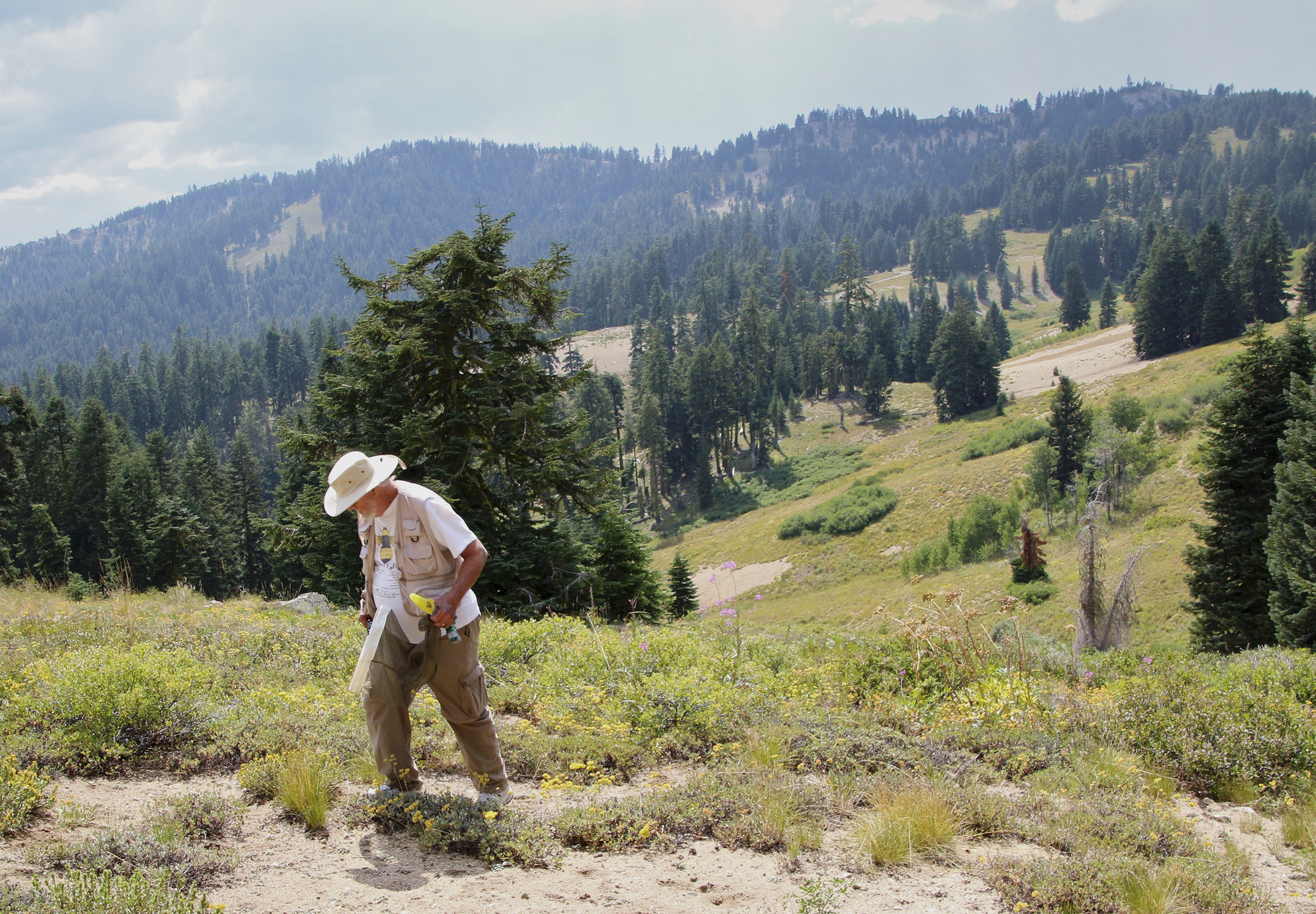 Robin Thorp hunting for Franklin’s bumble bee on Mount Ashland in Southern Oregon. (c) Paige Embry