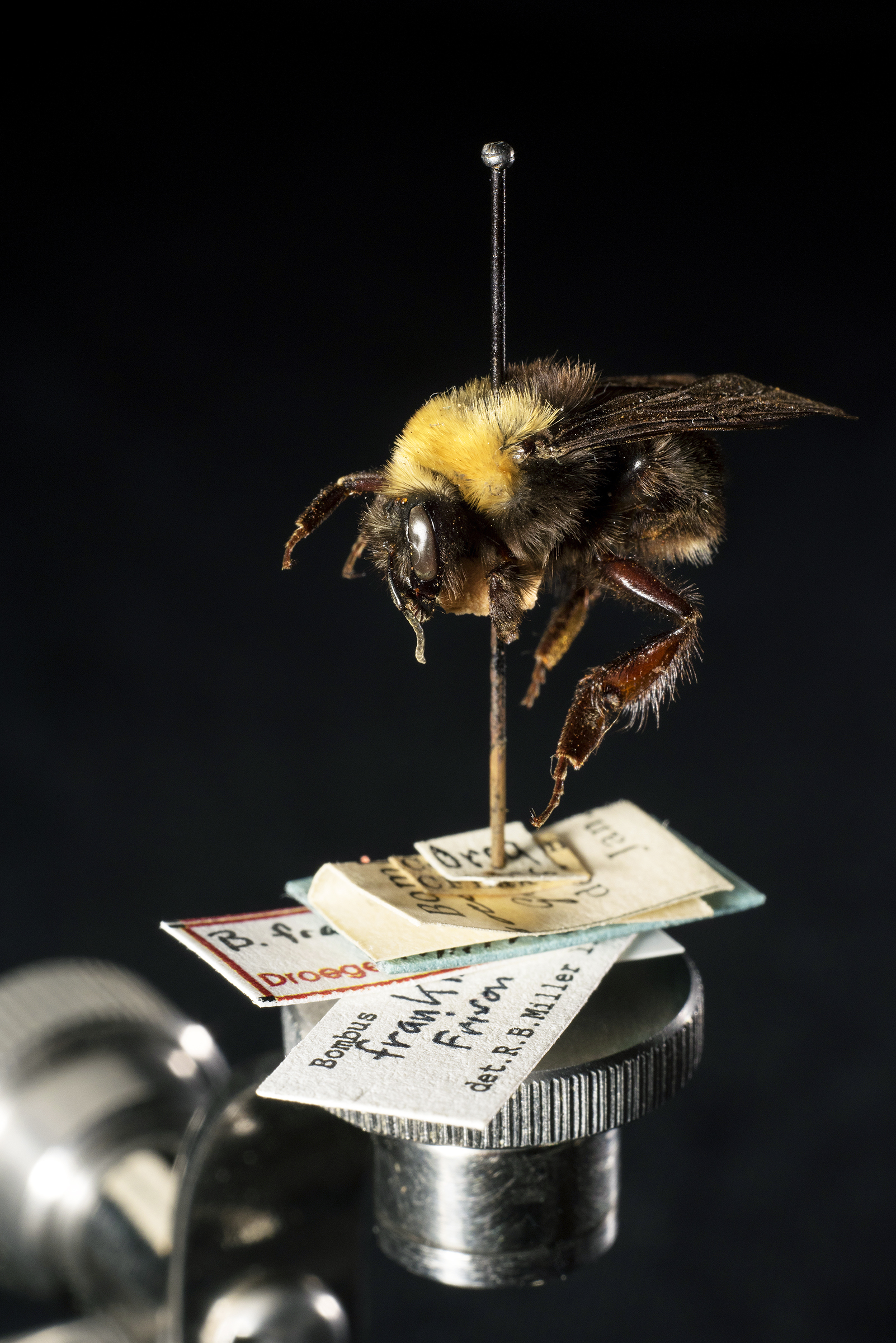 The Franklin’s bumble bee, possibly the first U.S. bumble bee to go extinct, is now only seen pinned in museums. (c) Clay Bolt
