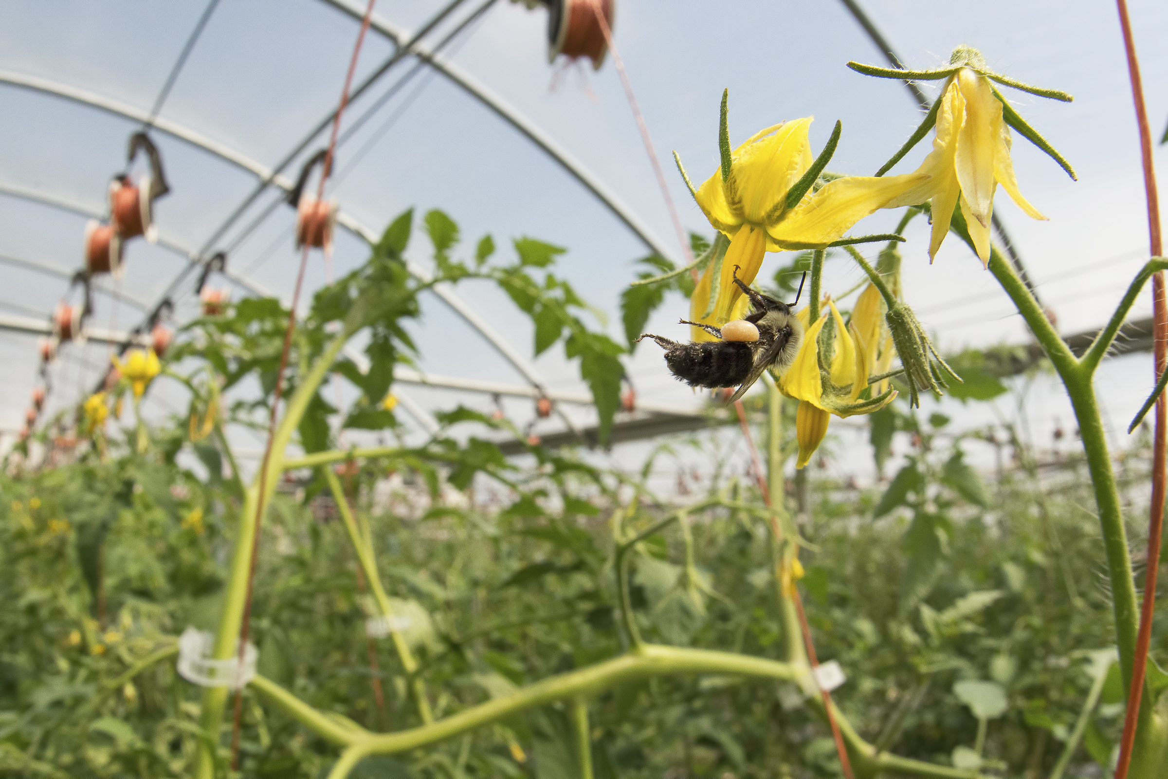 A bumble bee visiting a greenhouse tomato. (c) Clay Bolt