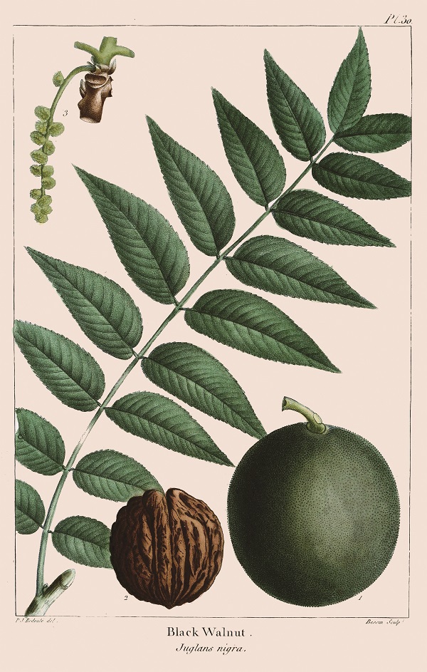 The elegant black walnut, illustrated in an early book about trees called the North American Sylva. Courtesy of The LuEsther T. Mertz Library of The New York Botanical Garden.
