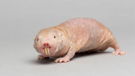 A naked mole rat.