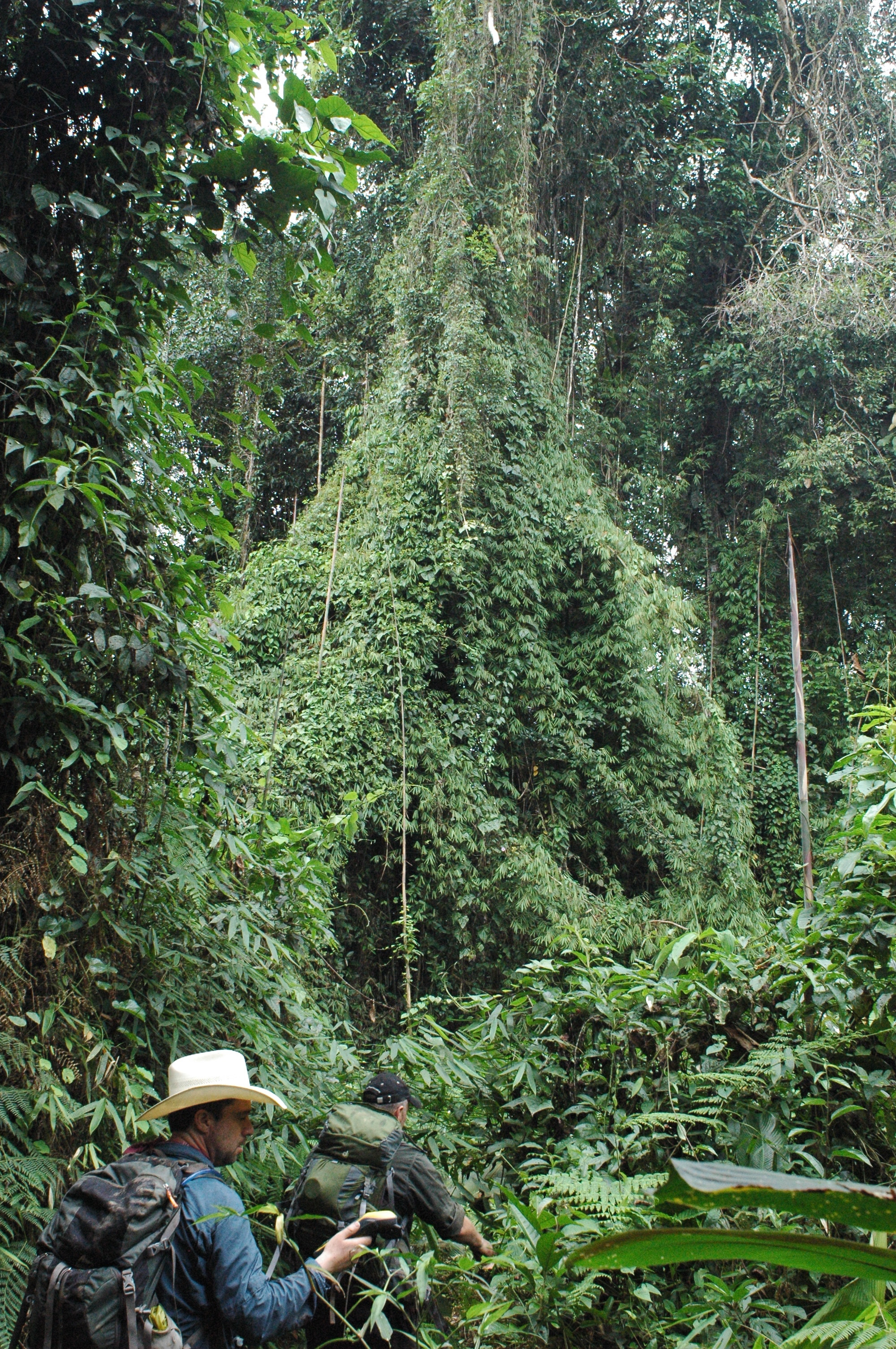 The expedition proceeds into the jungle.