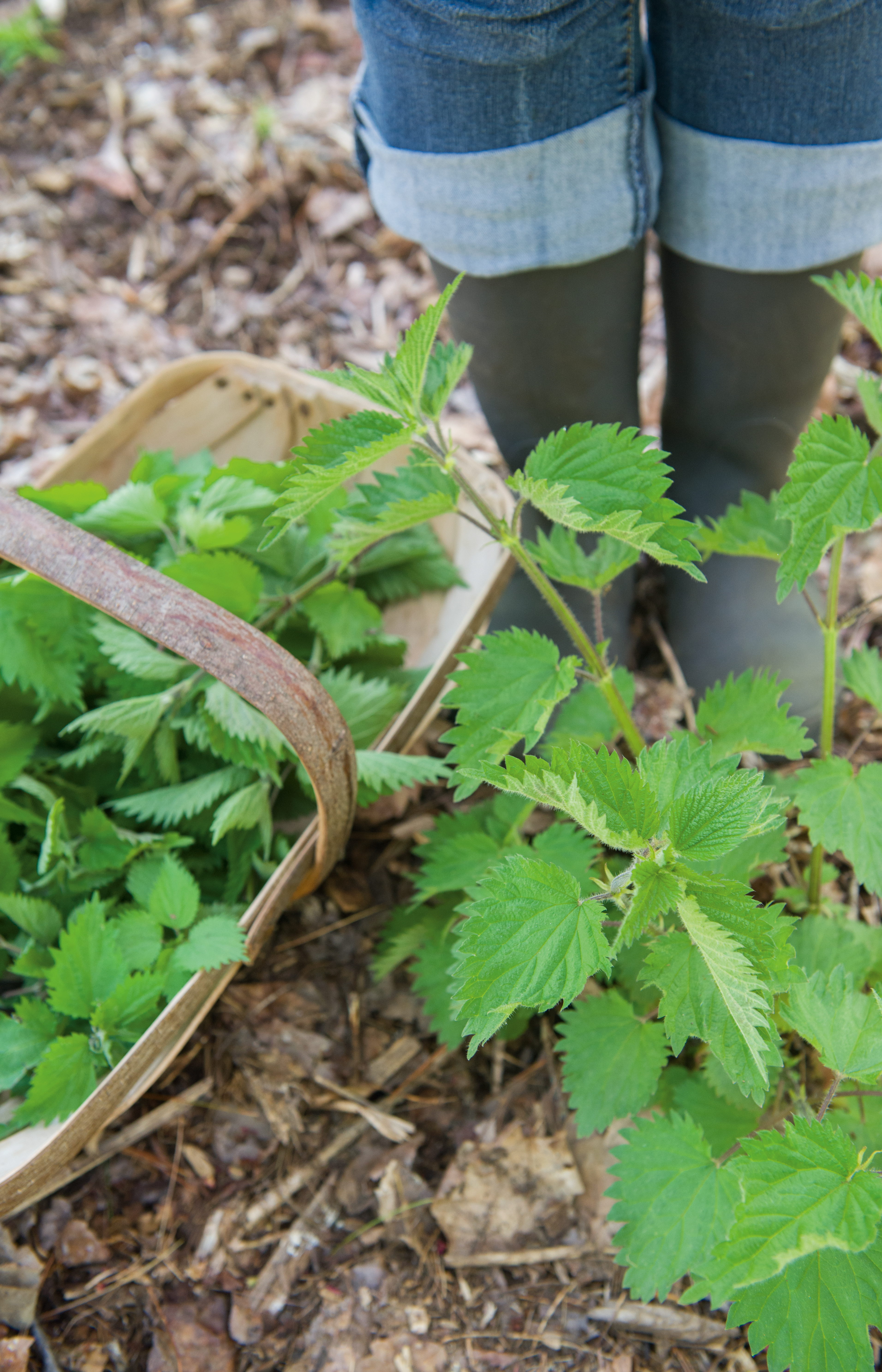Nettles with a basket and boots in the background.